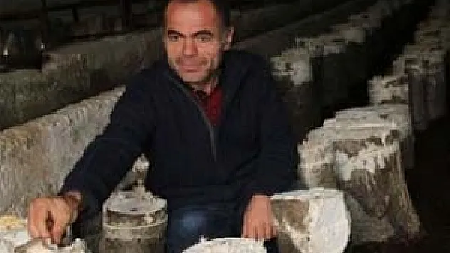 Fındık out, mantar in!