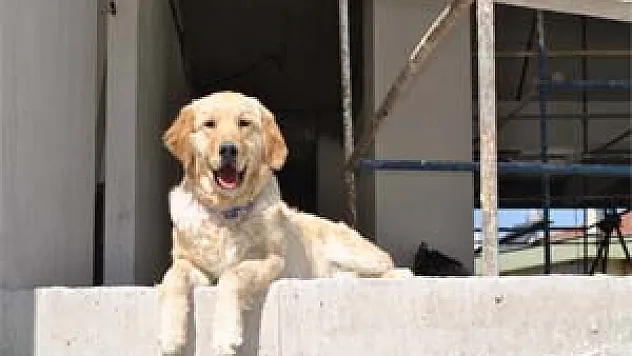 Süper Yetenekli İnşaat Bekçisi