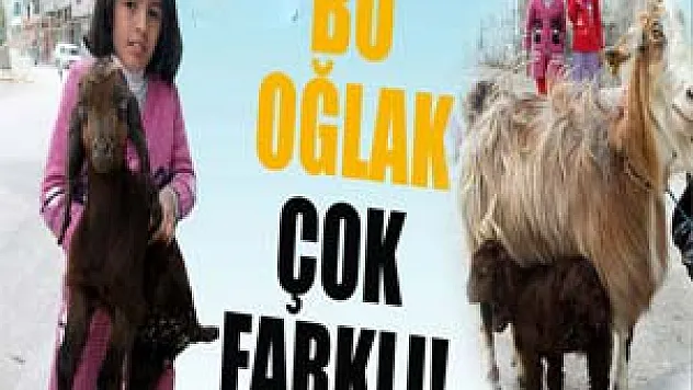 Bu oğlak diğerlerinden farklı!