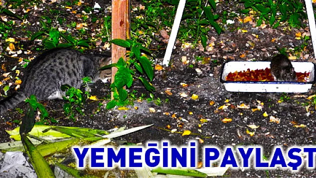 Kedi yemeğini fare ile paylaştı