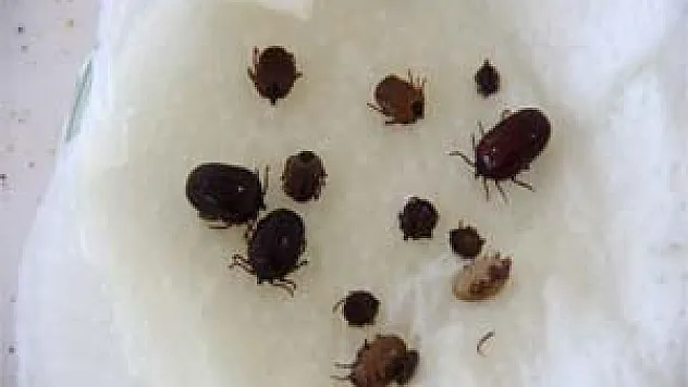  'İlaca Dirençli Keneler Ortaya Çıkacak'