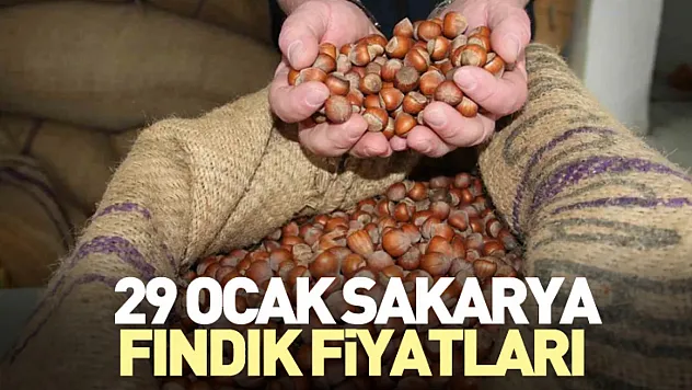 29 Ocak Sakarya Fındık Fiyatları | İlçe İlçe Güncel Liste ve Yıllık Değişim