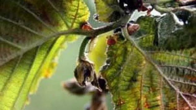 60 ildeki don mağduru çiftçilere müjde