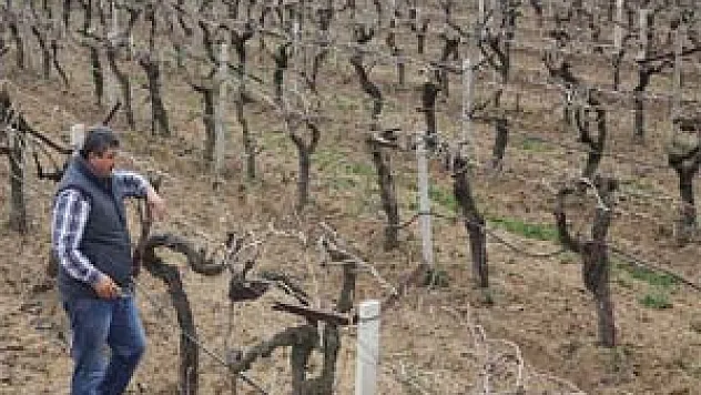 Zirai don dalları kuruttu