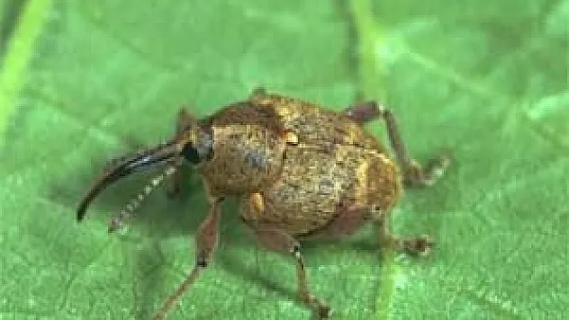  FINDIK KURDU İLE MÜCADELE ZAMANI