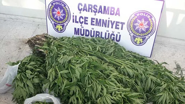 ÇARŞAMBADA 690 KÖK ESRAR ELE GEÇİRİLDİ