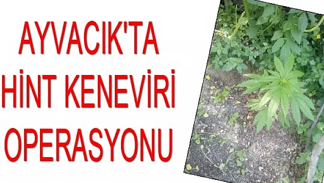 AYVACIK'TA HİNT KENEVİRİ OPERASYONU