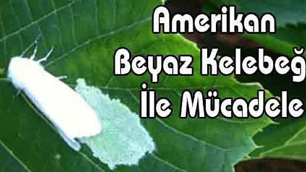 Amerikan Beyaz Kelebeği İle Mücadele