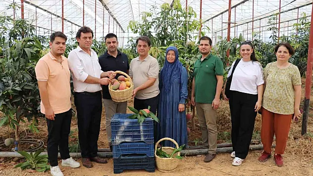 300 dönümden fazla alanda üretiliyor