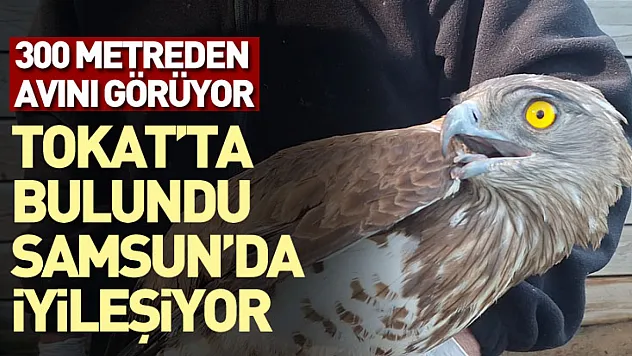 300 Metreden Avını Görüyor : Tokat'ta Bulundu Samsun'da İyileşiyor