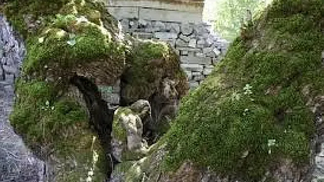 300 yıllık dut ağacında gizemli figür! Gören bir daha bakıyor