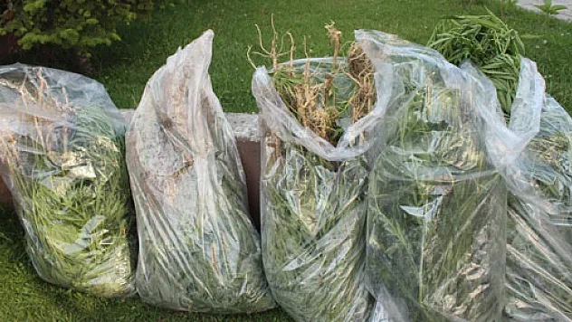 Uyuşturucuya Jandarma'dan geçit yok!