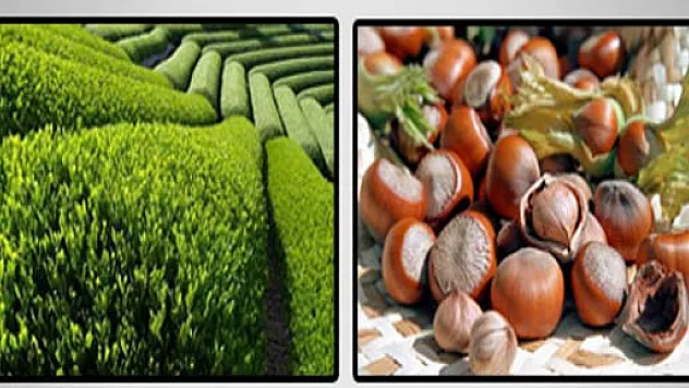 Fındık Ve Çaya Kota Mı Gelecek?