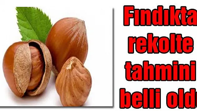 Fındıkta rekolte tahmini belli oldu