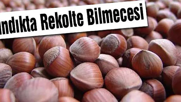 Fındıkta Rekolte Bilmecesi