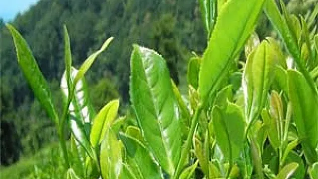 Çayda 100 yıllık tehlike sinyali