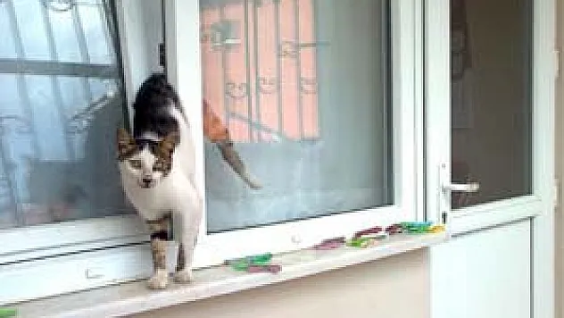 Pencereye Sıkışan Kediyi İtfaiye Kurtardı