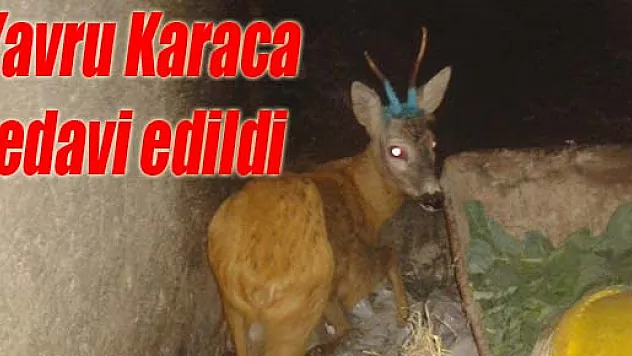 Yavru Karaca tedavi edildi