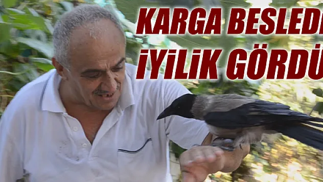 Beslediği Karga Korumalık yapıyor