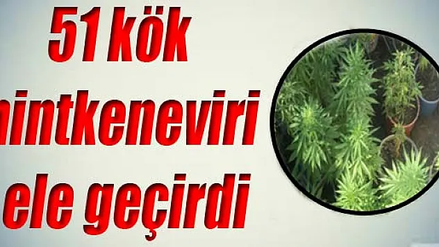 Jandarma, 51 kök hintkeneviri ele geçirdi