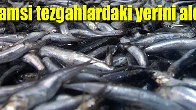 Hamsi tezgahlardaki yerini aldı