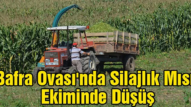 Bafra Ovası'nda Silajlık Mısır Ekiminde Düşüş