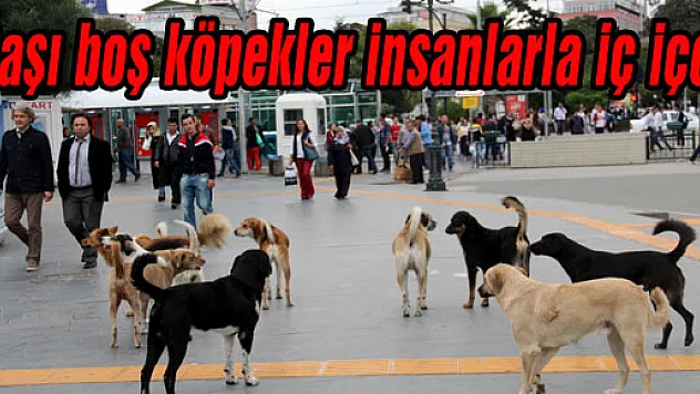 BAŞIBOŞ KÖPEKLER İNSANLARLA İÇ İÇE 
