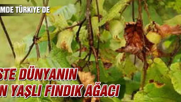 Dünyanın en yaşlı fındık ağacı