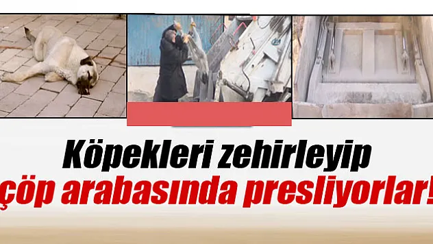 Köpekleri zehirleyip çöp arabasında presliyorlar