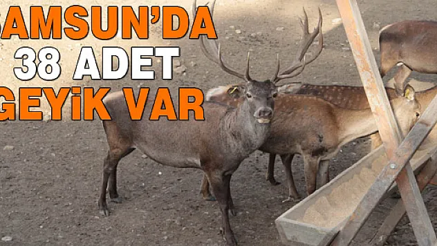 Samsun'da 38 Adet Geyik Var