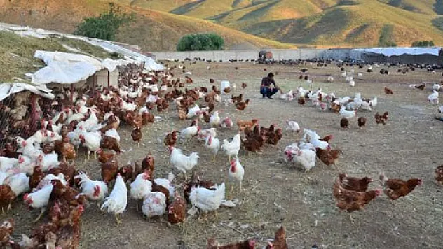 Kuzey Irak'tan tavuk ve yumurta üreticilerine darbe