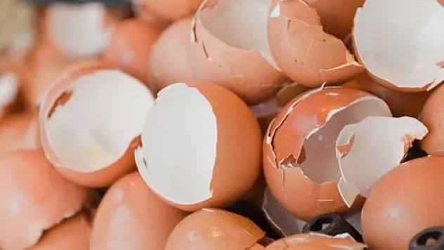 Yumurta Kabuğu Muzices