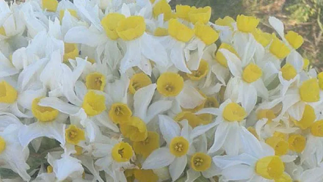 Nergis çiçeği açtı