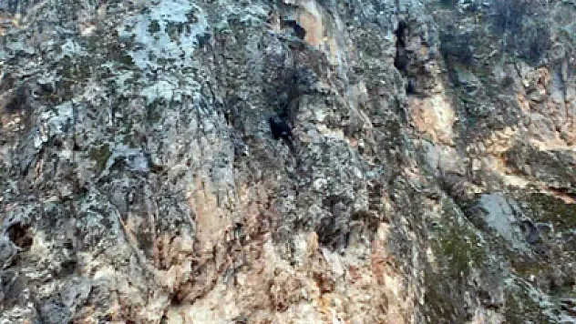 Dağda mahsur kalan keçi bir haftadır kurtarılmayı bekliyor