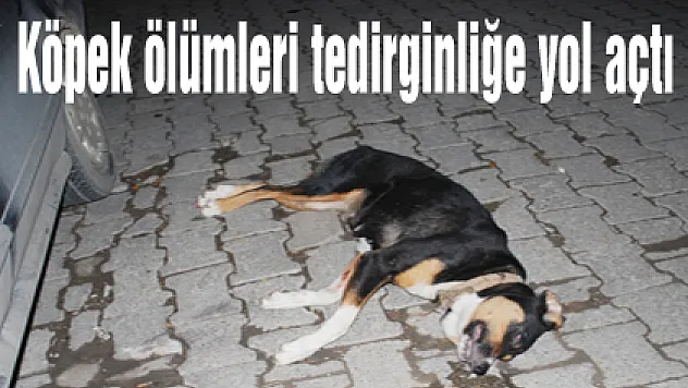 Köpek ölümleri tedirginliğe yol açtı