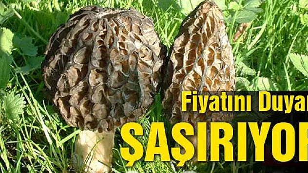 Kuzugöbeği mantarının kurusu 600, yaşı 100 lira