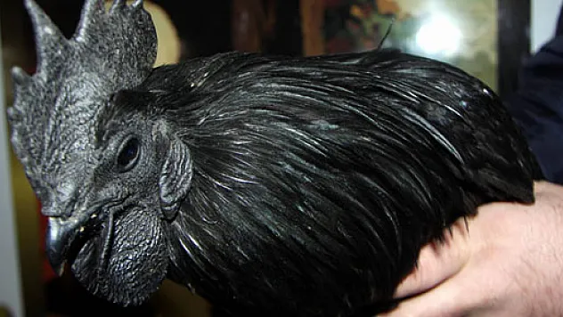 Bu tavuklar araba fiyatına satılıyor