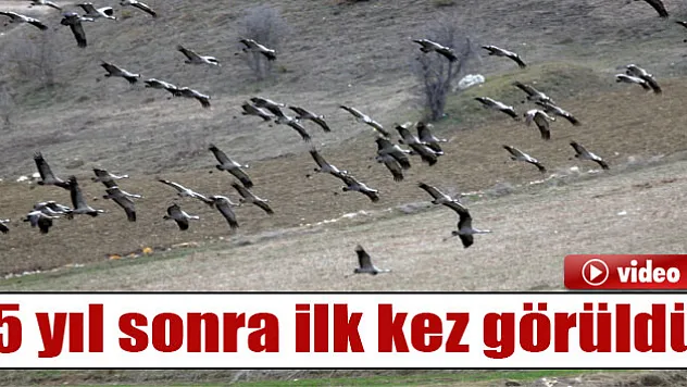 Telli turnalar 5 yıl sonra ilk kez görüldü