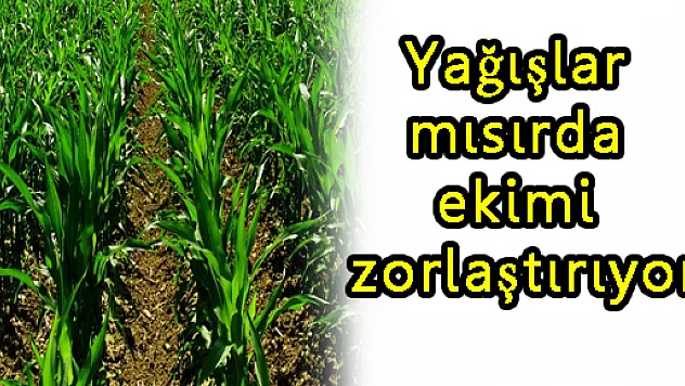 Yağışlar mısırda ekimi zorlaştırıyor...