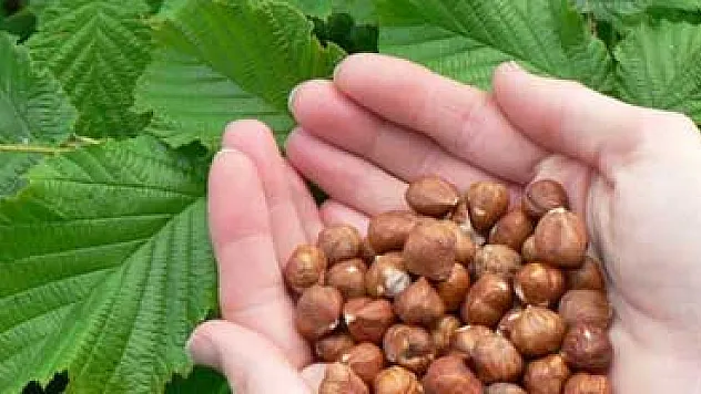 Sınav Öncesi Fındık Tüketin