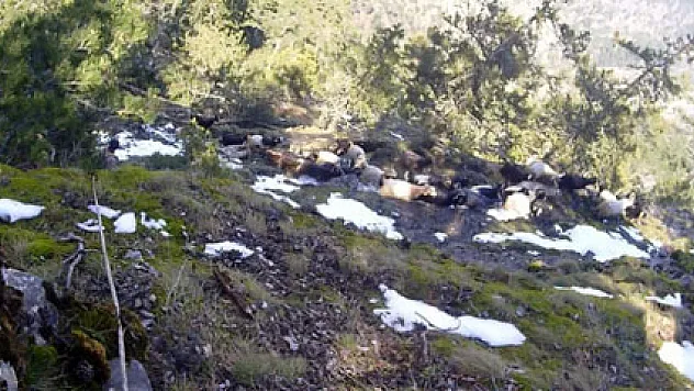 Mahsur kalan 40 keçi 8 gün sonra kurtarıldı