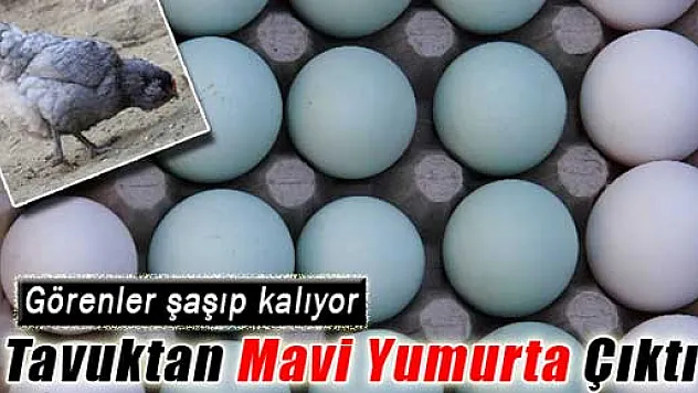 Bu tavuklar mavi yumurtluyor