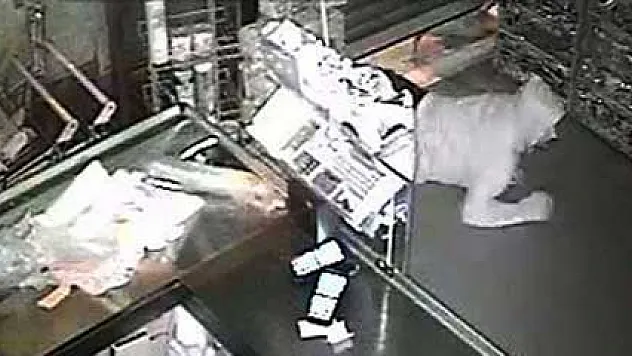 Sürüngen hırsızlar önce kameraya sonra polise yakalandı