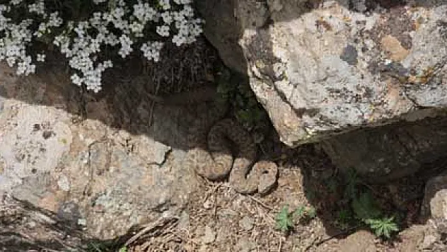 Bingöl'de yılanlar köylüleri tedirgin ediyor