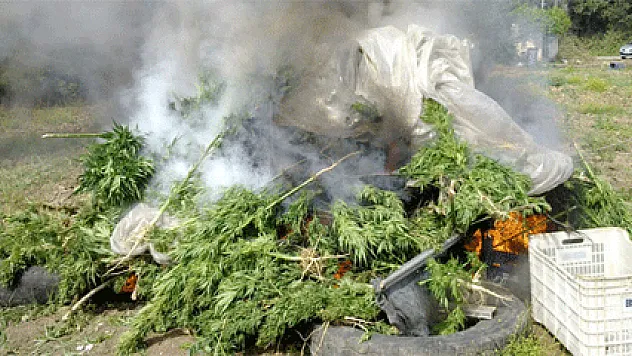 Fasulye serasına uyuşturucu ektiler