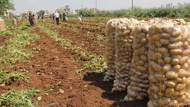 Patatesteki fiyat artışının arkasındaki şaşırtan iddia!