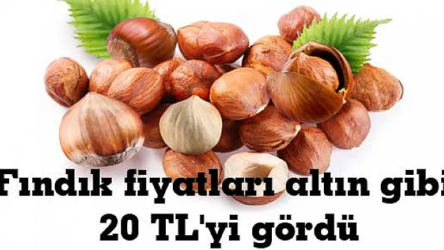 Fındık fiyatları altın gibi: 20 TL'yi gördü