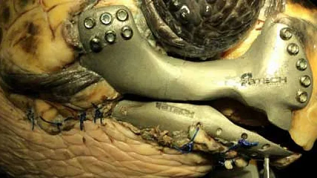 İlk kez bir caretta carettaya 3D çene protezi takıldı