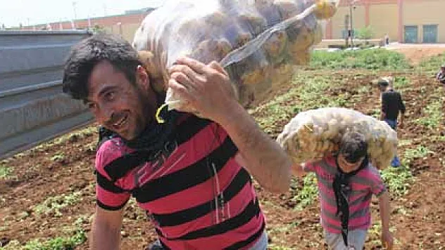 Patatesin kilosu 5 lira işçi tonunu 10 liraya taşıyor