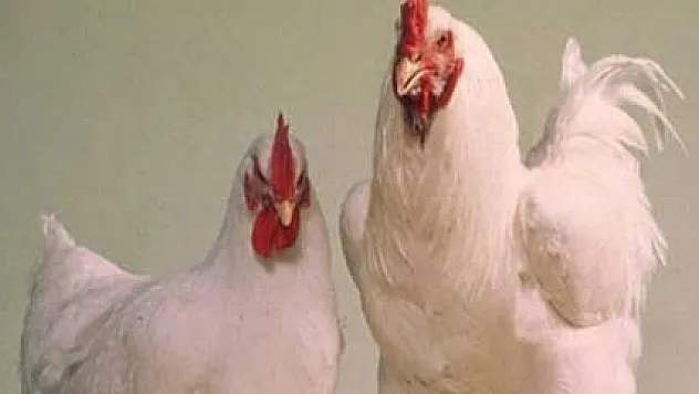 İzmir'de kuş gribi